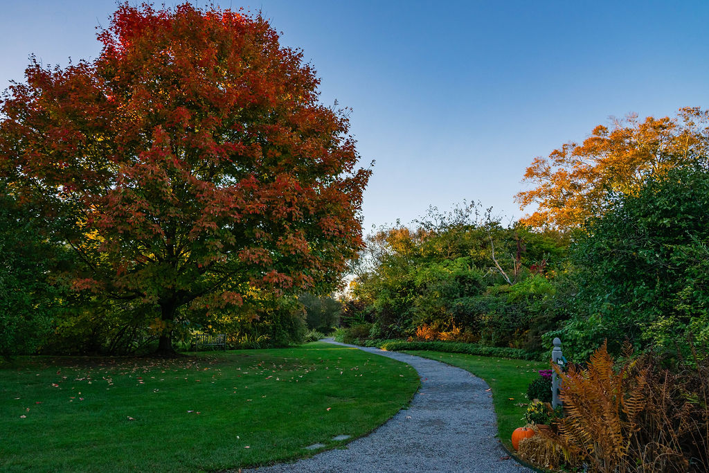 Fall foliage along a garden path at Old Westbury Gardens on Long Island.