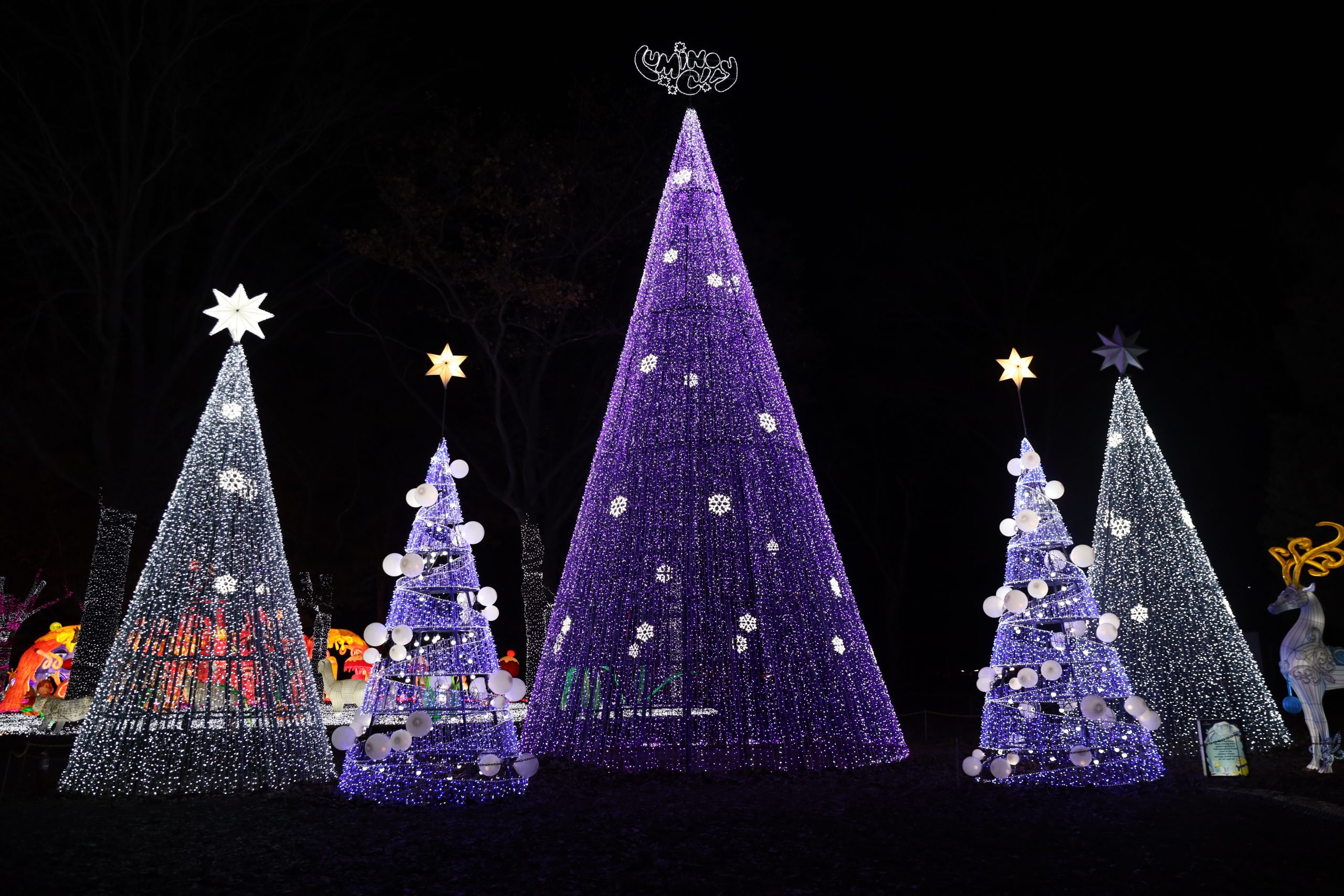 Illuminated purple and white Christmas trees sparkle with snowflake lights at the LuminoCity Holiday Lights Festival in Eisenhower Park, Nassau County.